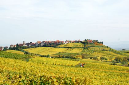 Elsaessische Weinstrasse Zellenberg