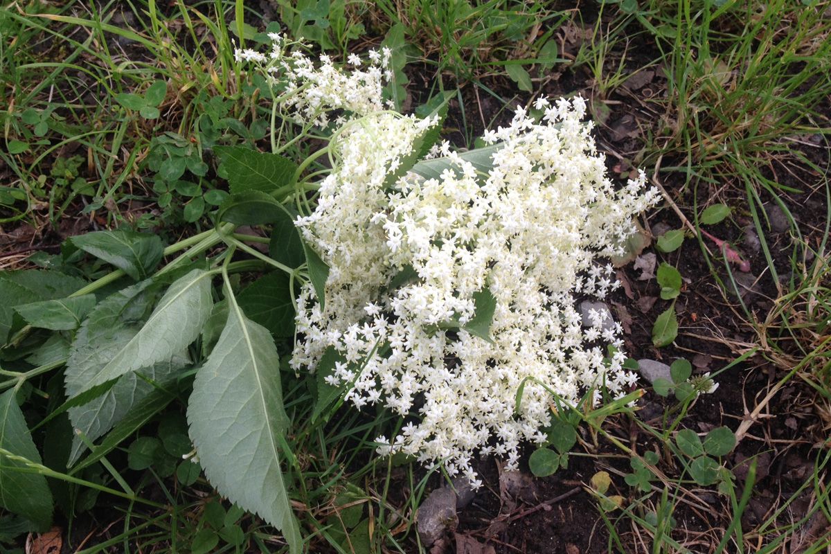 Holundersirup Holunderbluete