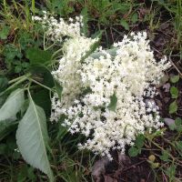 Holundersirup Holunderbluete