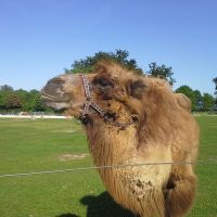 Mundenhof Freiburg Kamel2