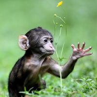 Affenberg   La Montagne Des Singes Bébé Bouton