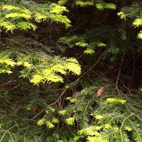 Nordic Walking Kirnbach Nadelzweig 2