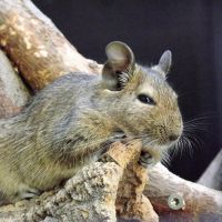 Schwarzwaldzoo Waldkirch Degu