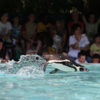 Naturoparc Natur  Und Tierpark Pinguin