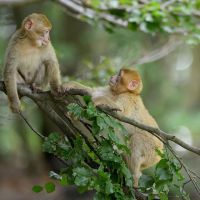 Affenberg   La Montagne Des Singes Juvéniles