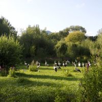 Familienurlaub Naturoparc Storch