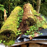 Nordic Walking Kirnbach Moos Holz Wald