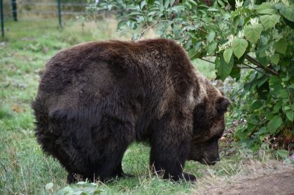 Alternativer Wolf Und Baerenpark Imposanter Baer