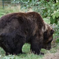 Alternativer Wolf Und Baerenpark Imposanter Baer