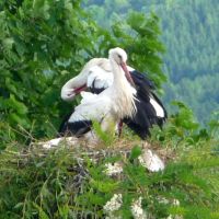 Typisch Schwarzwald Storch