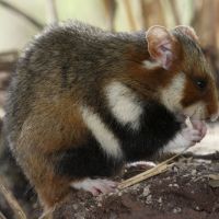 Naturoparc Natur  Und Tierpark Hamster