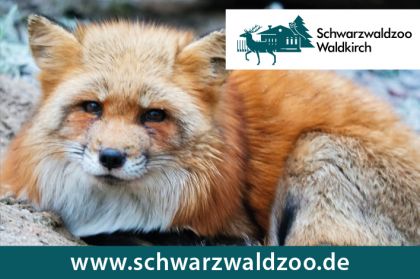 Schwarzwaldzoo Waldkirch Anzeige 2024