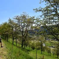 Guck A Mol Wegle Oberwolfach 6