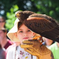 Volerie Des Aigles Buse Au Gant ©didier Grosjean