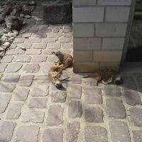 Mundenhof Freiburg Erdmaennchen3