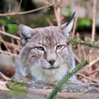 Schwarzwaldzoo Waldkirch Gimli