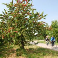 Mit Dem Fahrrad Unterwegs Kirschen Radweg