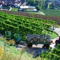 Weinfeste Im Herbst Kaiserstuhl Weinlese Bulldog