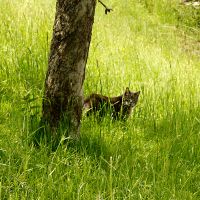 Geocache Kreuzuehl Steinach Schneidweg Katze