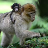 Affenberg   La Montagne Des Singes Bébé Porté