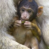 Affenberg   La Montagne Des Singes Bébé