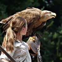 Volerie Des Aigles Presentation