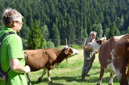 Schiltach, Stammelbach - Frieder, Kuehe und Wanderer