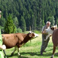 Schiltach, Stammelbach - Frieder, Kuehe und Wanderer