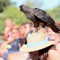 Volerie Des Aigles Caracara Austral