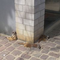 Mundenhof Freiburg Erdmaennchen