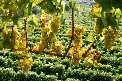 Weinfeste Im Herbst Kaiserstuhl Riesling Trauben