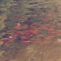 Geheimtipp Der Silbersee In Schenkenzell Reinerzau Fisch Schwarm