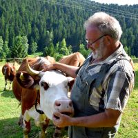 Schiltach, Stammelbach - Frieder mit einer Kuh