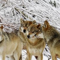 Alternativer Wolf Und Baerenpark Schwarzwald Wolfsrudel