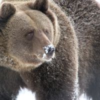 Alternativer Wolf Und Baerenpark Schwarzwald Baerenpark Jurka 1