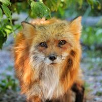 Schwarzwaldzoo Waldkirch Fuchs