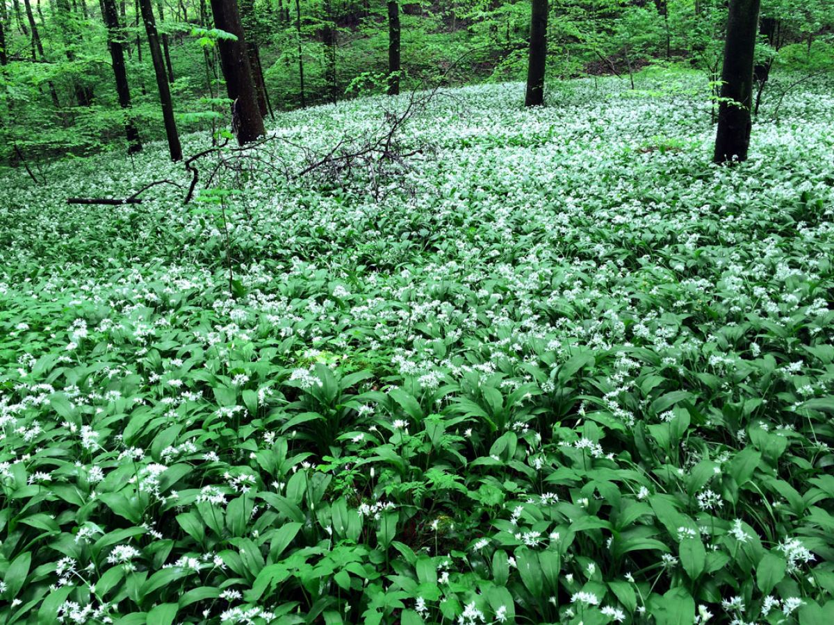 Kaiserstuhl Baerlauch  Wanderung