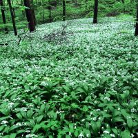 Kaiserstuhl Baerlauch  Wanderung