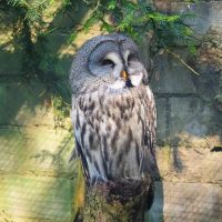 Schwarzwaldzoo Waldkirch Heidrunsun
