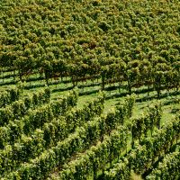 Badische Weinstrasse Kaiserstuhl Rebenmeer