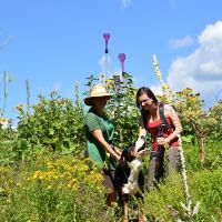 Blumen Kraeuter Fotos Hoefenhof Hund