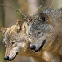 Familienurlaub Woelfe Alternativer Wolf Baerenpark