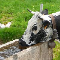 Region Schwarzwald Elsass Vogesen Kuh