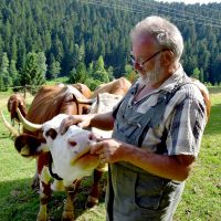 Schiltach, Stammelbach - Frieder und eine zahme Kuh