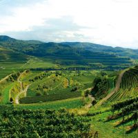 Badische Weinstrasse Kaiserstuhl Reben Herbstsonne