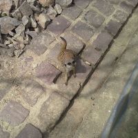 Mundenhof Freiburg Erdmaennchen2