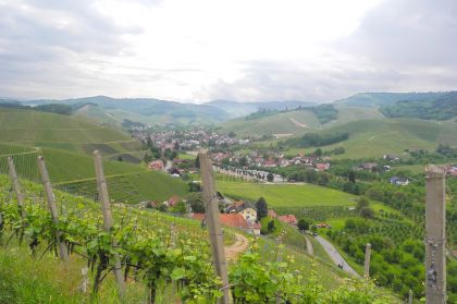 Durbach Wanderung Weinreben Ausblick Weinreben