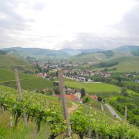 Durbach Wanderung Weinreben Ausblick Weinreben
