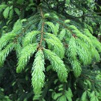 Nordic Walking Kirnbach Nadelzweig 1