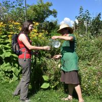 Blumen Kraeuter Fotos Hoefenhof Wasserkrug